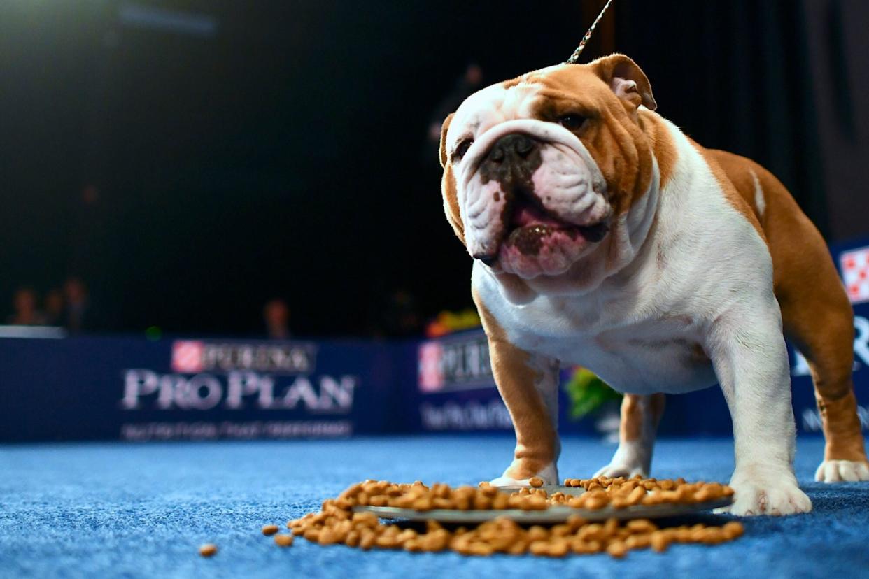 bulldog, Thor, received Best in Show at the National Dog Show 2019