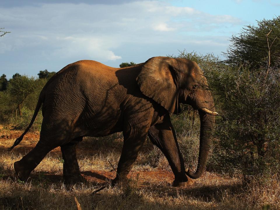 african safari