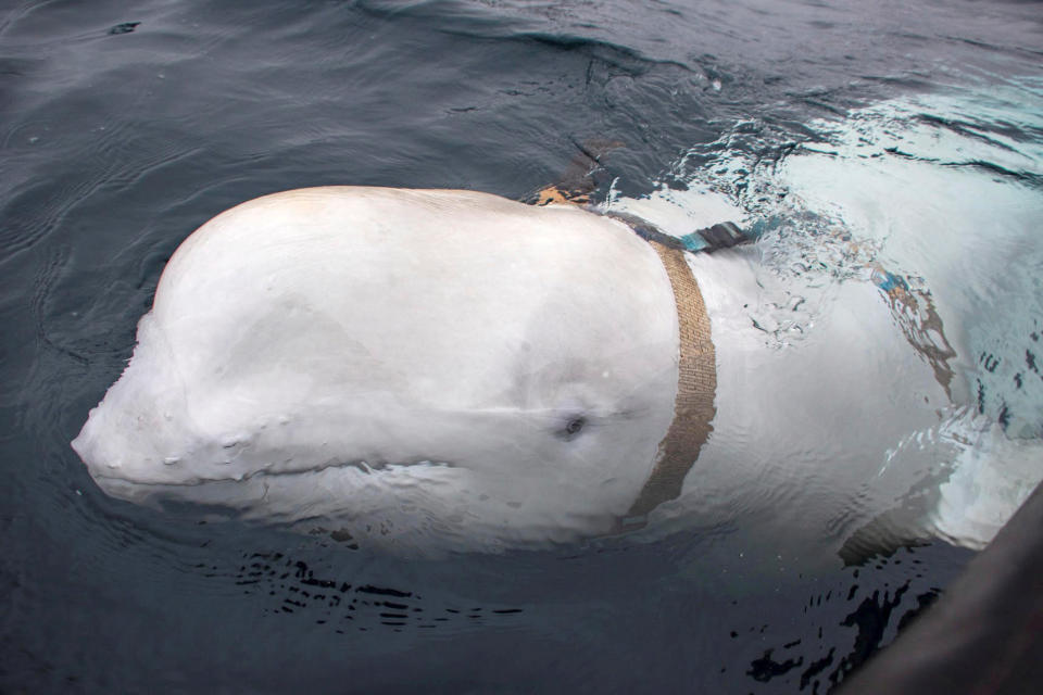 Hvaldimir im April 2019.  Damals trug er noch den Gurt um seinen Körper mit der Kamerahalterung. (Bild: Jorgen Ree Wiig / Sea Surveillance / Reuters)