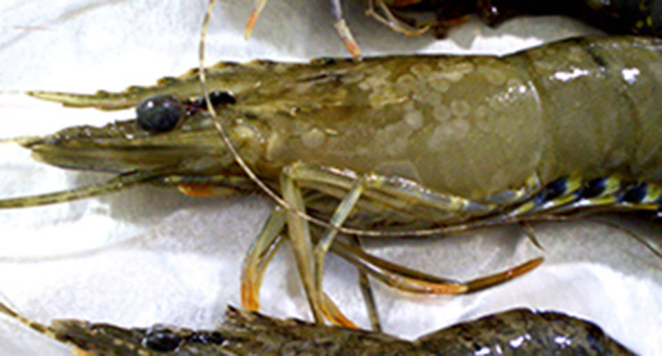 The deadly white spot virus has been detected in prawns being sold at southeast Queensland supermarkets, reigniting warnings of the risk posed to local stocks. Source: Outbreak.gov