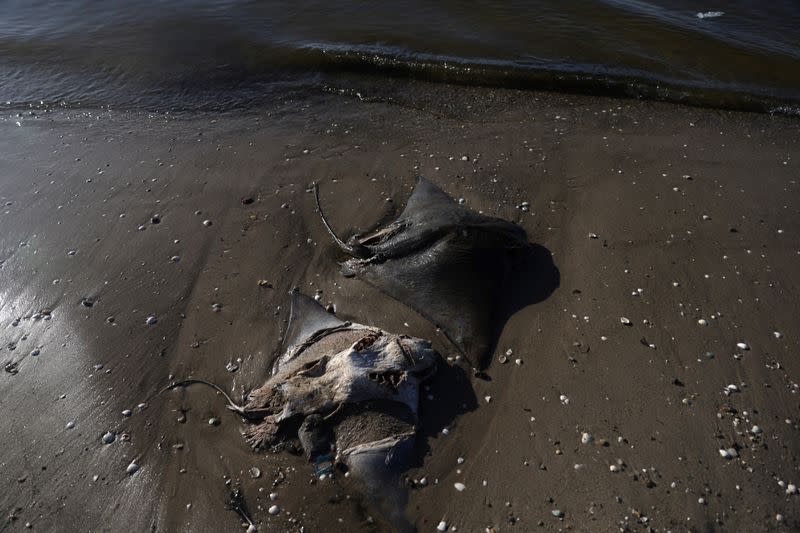 Remains of dead stingrays are seen at Ilha do Fundao, on the banks of the Guanabara Bay, in Rio de Janeiro