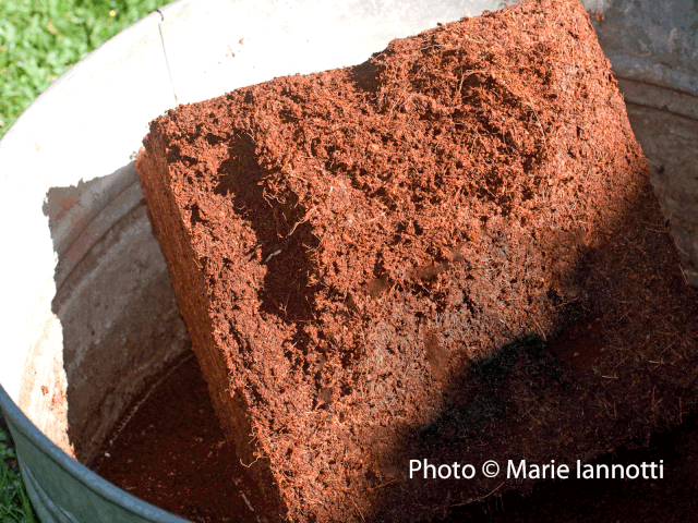 Photo © Marie Iannotti As the coir brick absorbs water, it will soften and start to crumble.