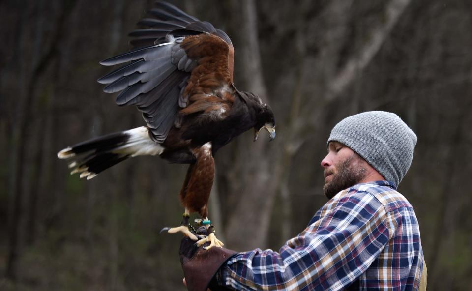 David Hudson, a licensed falconer, releases "Goldilocks" to hunt for squirrels at the Southall Farm & Inn  in Franklin, Tenn., Friday, Feb. 24, 2023. 