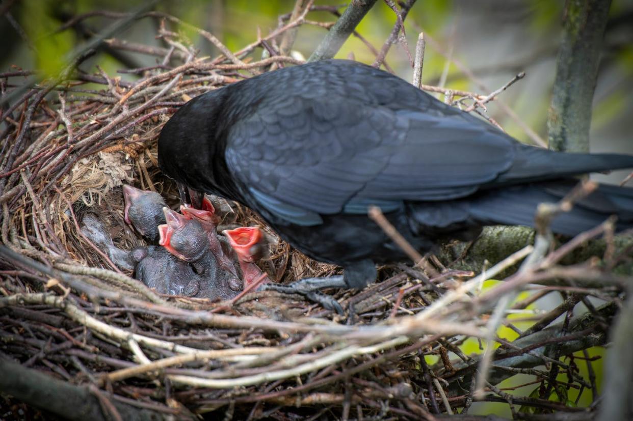 Corvids like crows and ravens are social and intelligent birds who provide extended care for their young. (Shutterstock)