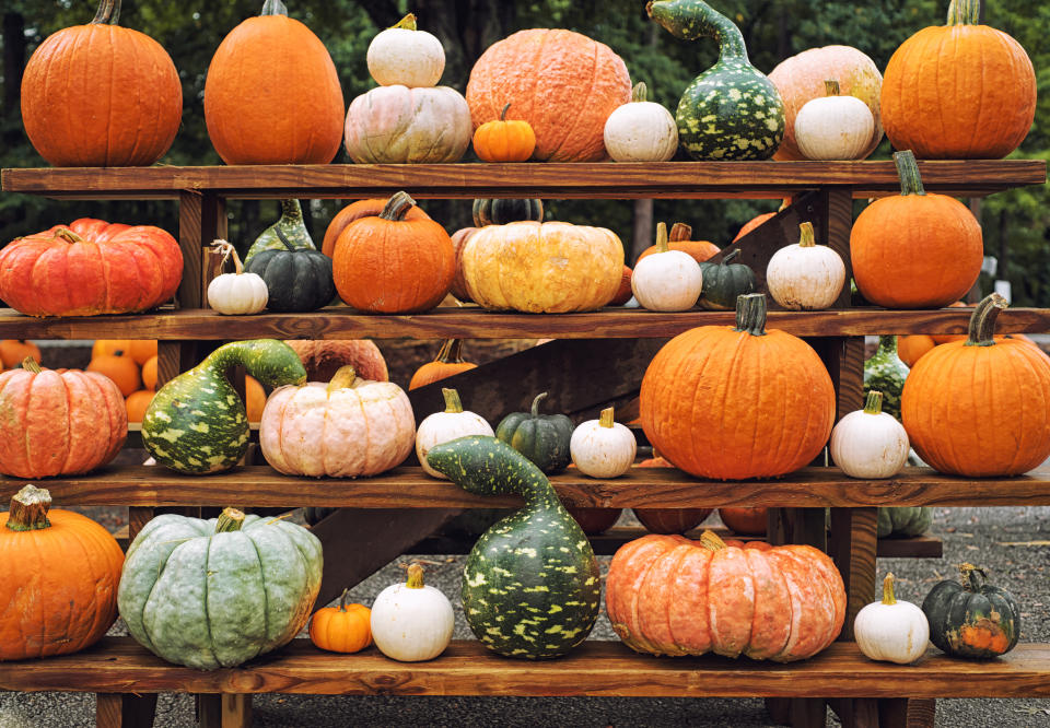 Pumpkins arranged on shelvesHay distintas variedades de calabaza, todas son ricas en vitaminas y minerales beneficiosos para la salud. (Getty Creative)