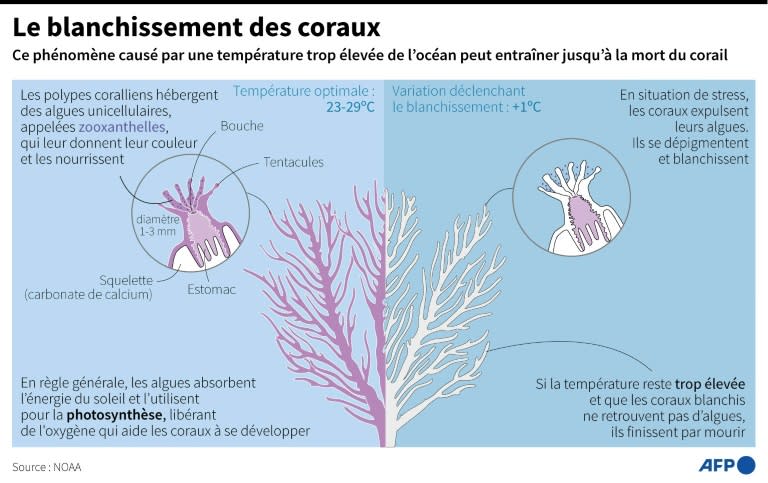 Le blanchissement des coraux (AFP/Archives - Jonathan WALTER, Jean-Michel CORNU)