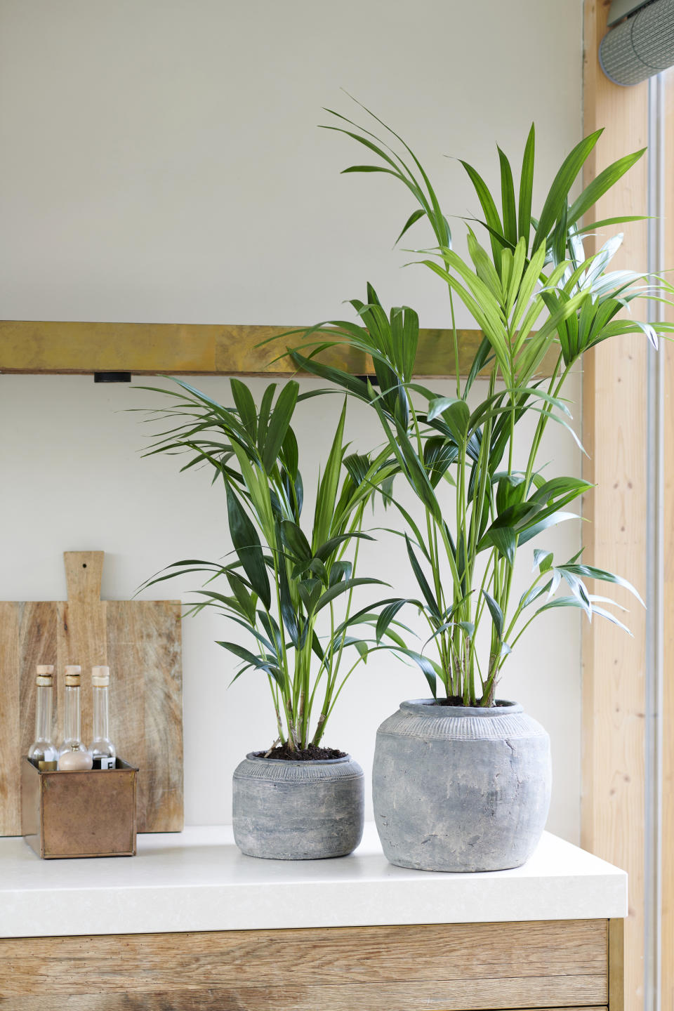 Two tall palm houseplants in grey ceramic pots on  a kitchen countertop