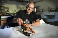 Marine sciences professor Markus Frederich holds Tamarind, a two-toned lobster he is studying at the University of New England, Thursday, Sept. 5, 2024, in Biddeford, Maine. (AP Photo/Robert F. Bukaty)