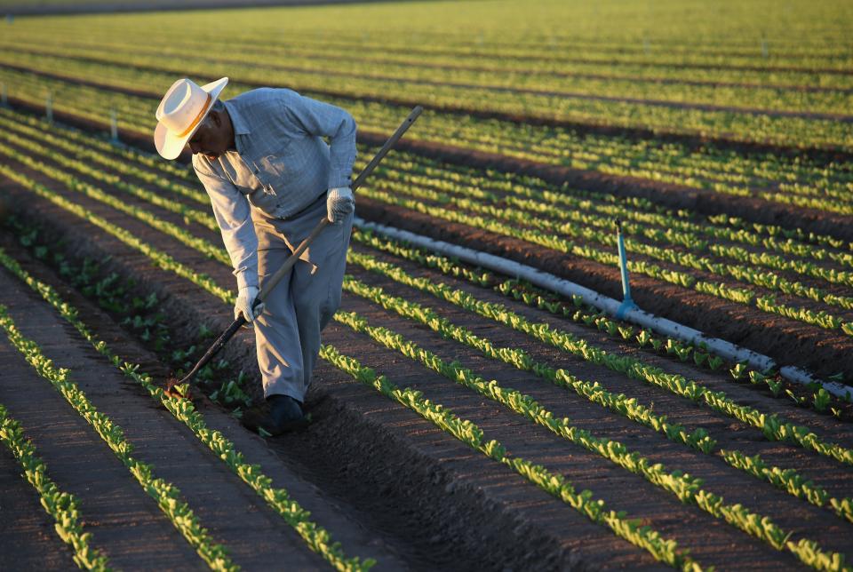 La gran mayoría de los trabajadores migrantes legales en la agricultura de EEUU provienen de México. (Getty Images)