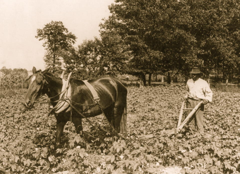 African American man with horse cultivating cotton 
