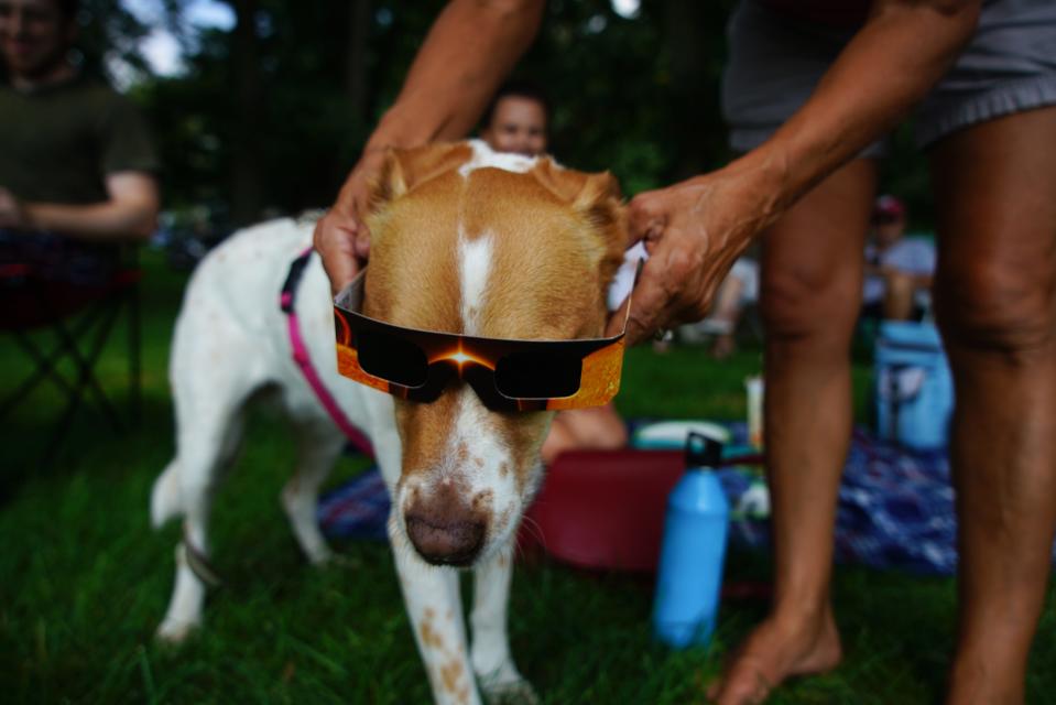 A dog tries on a pair of solar eclipse glasses at Rockford Park in Wilmington, Delaware, during a 2017 eclipse.