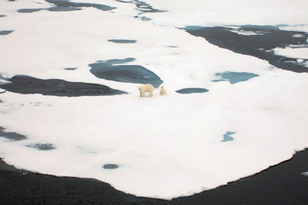 Two polar bears seen on the Arctic ice during a research cruise to map the ice in 3D.