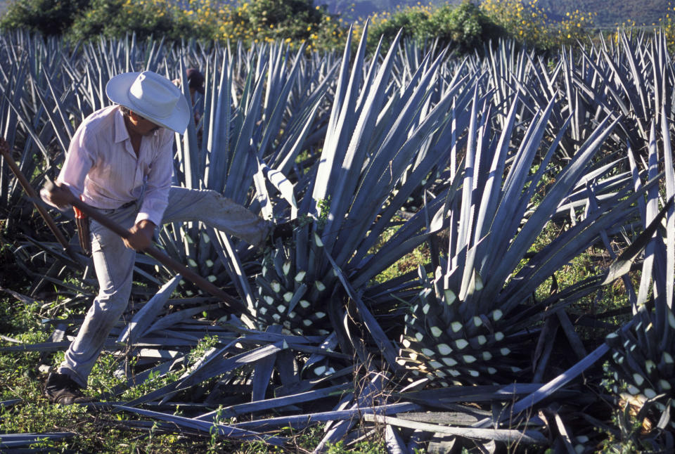 The pina -- protected by tall, spiny leaves -- is the heart of the blue agave plant. A mature pina, once the leaves are removed, can weigh anywhere <a href="http://www.ianchadwick.com/tequila/harvesting.htm" target="_blank">between 80-200 pounds</a>. The high production of sugars in the core of the plant is why this plant is used in the production of alcoholic beverages. (Blue agave is also used to make mezcal.)