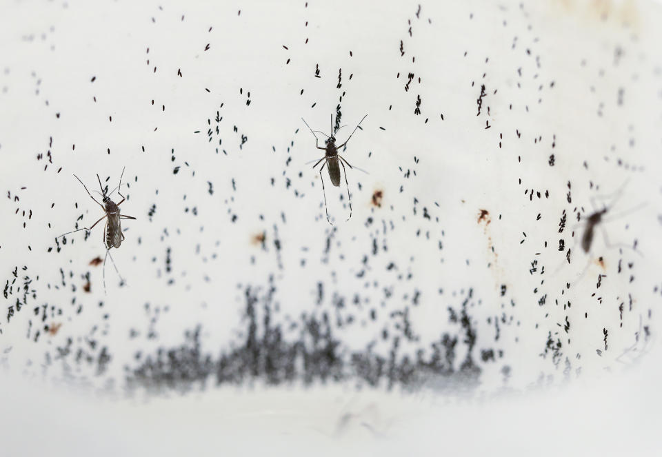 En la imagen, mosquitos ponen huevos en un centro del Programa Mundial del Mosquito, en Medellín, Colombia, el 10 de agosto de 2023. Los científicos crían mosquitos portadores de una bacteria llamada Wolbachia que bloquea la transmisión del dengue. (AP Foto/Jaime Saldarriaga)