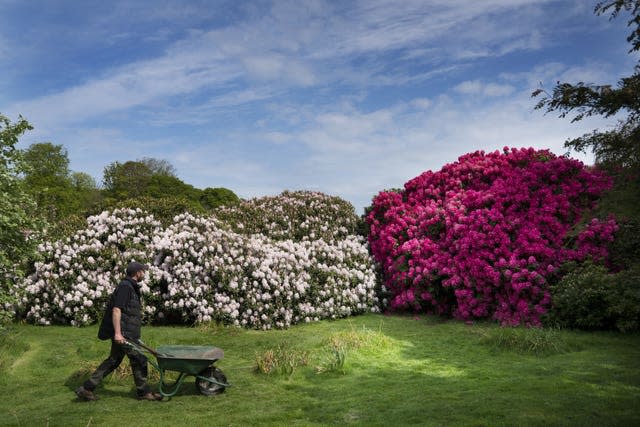 rhododendron 