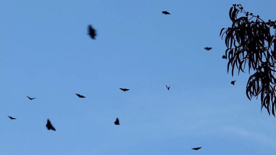 Sometimes clouds of monarch butterflies take to the air as they are are making their annual return to the grove in Pismo Beach on Nov. 8, 2023. David Middlecamp/dmiddlecamp@thetribunenews.com