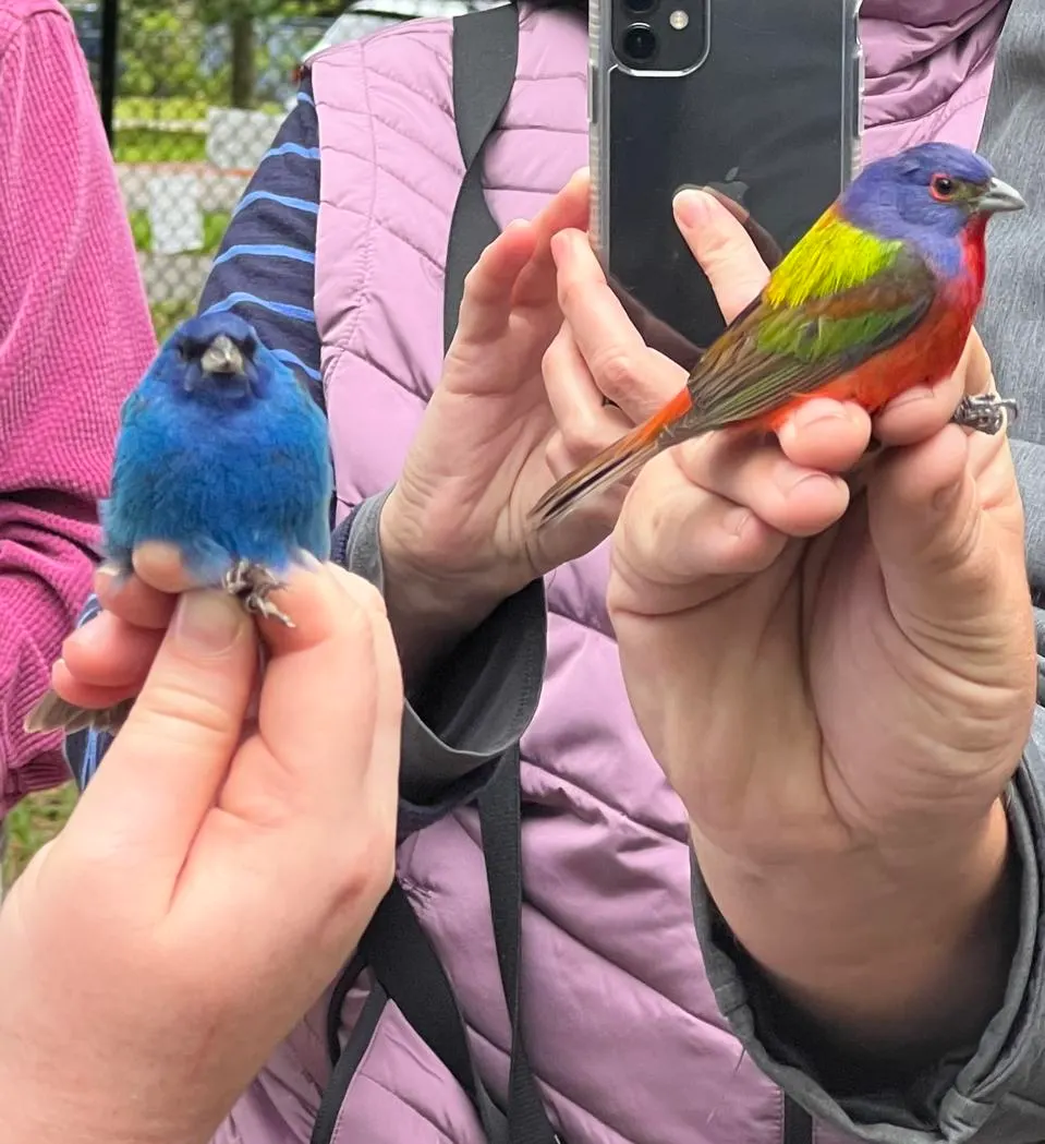 Alabama avistaje aves