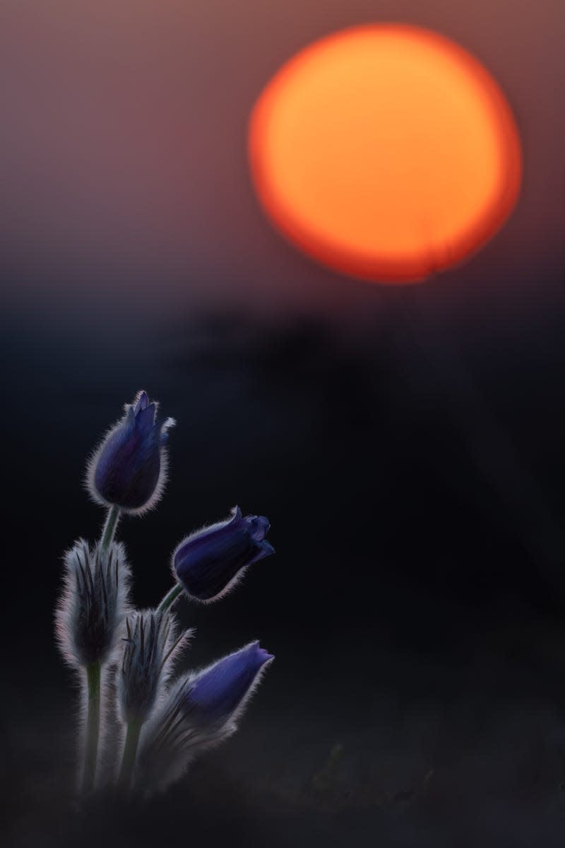 Three greater pasque flowers in Austria, when Saharan dust in the air coloring the Sun.