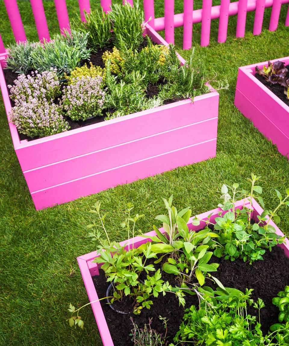 pink painted raised beds in a herb garden