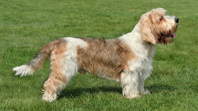 Petit Basset Griffon Vendéen: Fun Facts