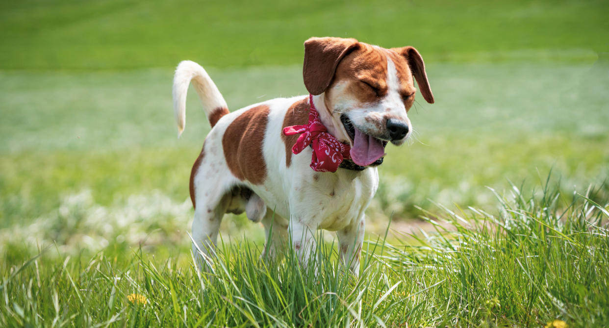 dog with hay fever walks in grass