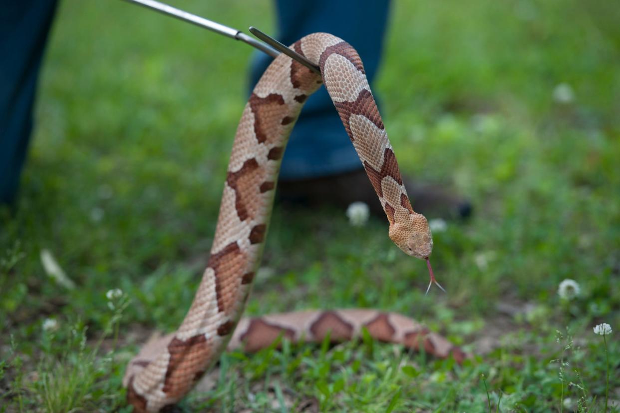 The venomous copperhead can be identified by the marking on its back. Some people think the markings look like hourglasses, saddlebags, dog biscuits or Hershey's kisses.