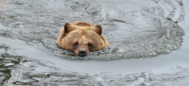 A brown bear swims in an artificial lake at a shelter near Zhytomyr, Ukraine