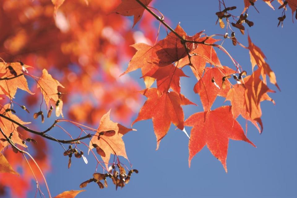 阿里山國家森林遊樂區的青楓、紅榨槭等變色葉植物，已開始慢慢轉黃變紅，換上黃、綠、橘、紅繽紛美麗的新裝   圖：嘉義林管處/提供