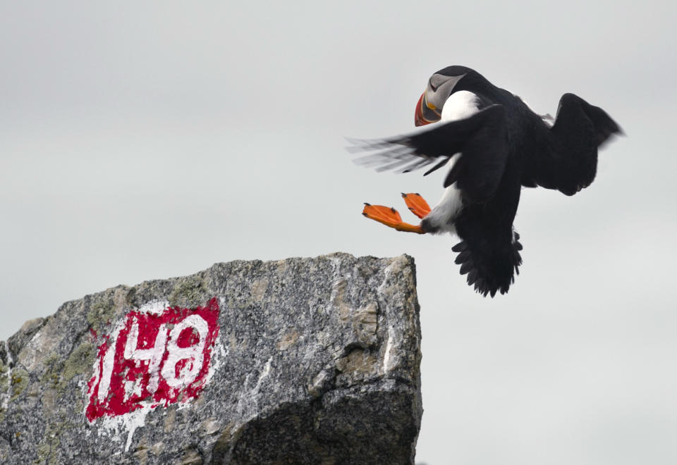 In this July 1, 2013, photo, a puffin prepares to land on Eastern Egg Rock off the Maine coast. The number marks a burrow. Puffins nest beneath the rocks preferring remote islands that have no predators such as minks. (AP Photo/Robert F. Bukaty)