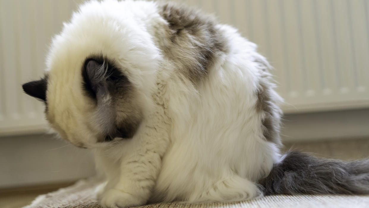 Ragdoll cat self-grooming