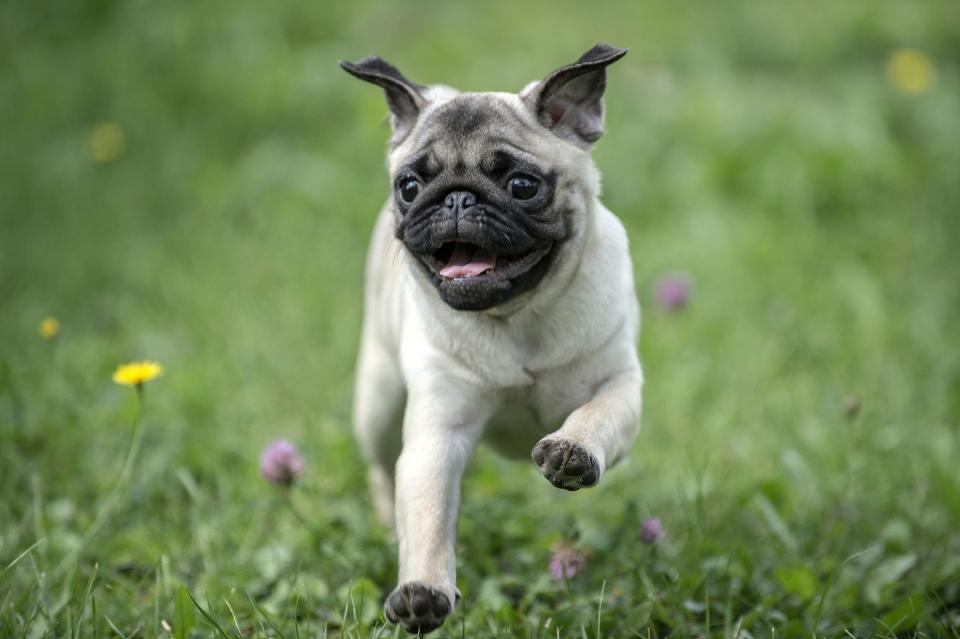 dog running on grass smallest dog breeds