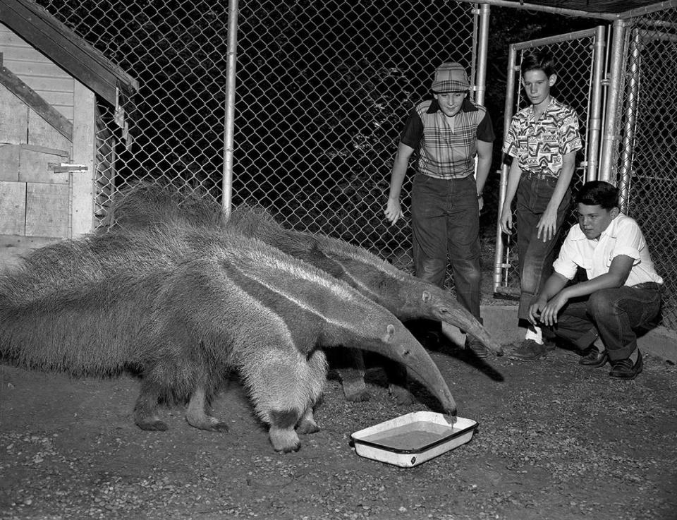 June 2, 1951: From left, Tommy Lipscomb, John Taylor and Jack Greenman find out in close quarters what anteaters really eat at the Forest Park Zoo in Fort Worth.