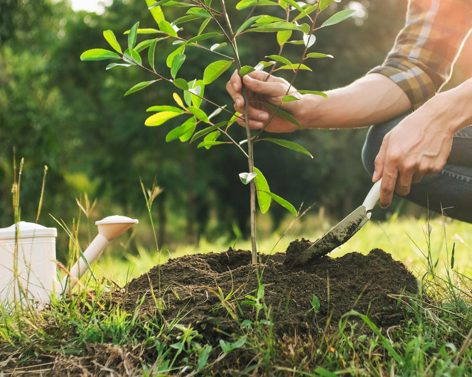 Planting a tree sapling