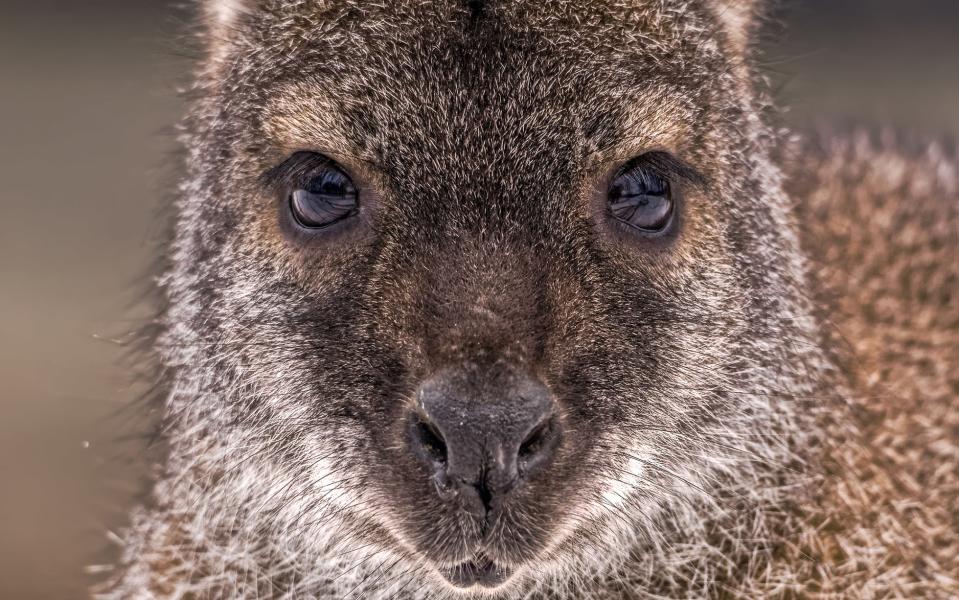 Wallabies are thriving on the Isle of Man - BlackAperture