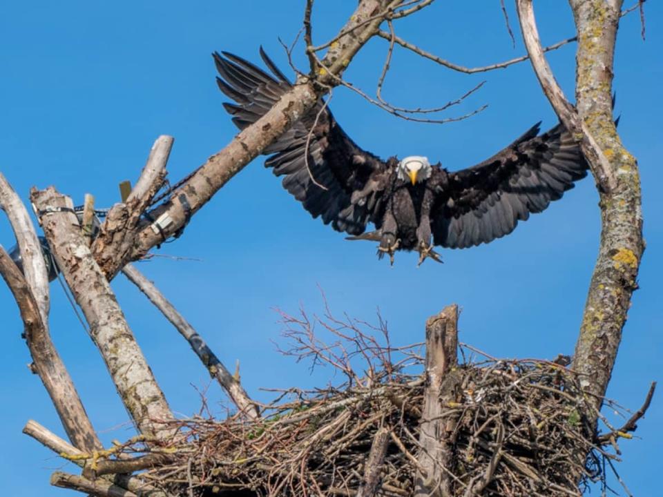 A bald eagle lands in the Delta 2 nest in Delta B.C. in this undated photograph. Wildlife experts with the province say out of 22 nests they are actively monitoring, only five had chicks in them. (Alain-Pierre Hovasse/Hancock Foundation - image credit)
