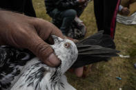 A Kashmiri pigeon handler checks a pigeon at an open pigeon market in Srinagar, Indian controlled Kashmir, June 10, 2022. The centuries-old tradition of pigeon keeping has remained ingrained to life in the old quarters of Srinagar where flocks of pigeons on rooftops, in the courtyards of mosques and shrines and around marketplaces are a common sight. Many of these are domesticated, raised by one of the thousands of pigeon keepers there. (AP Photo/Mukhtar Khan)