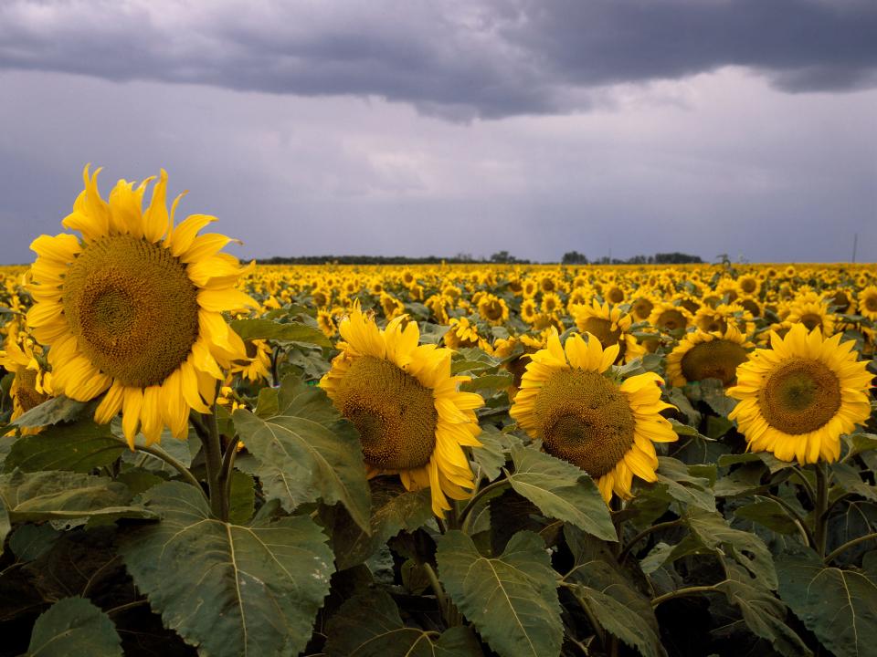 kansas sunflower field