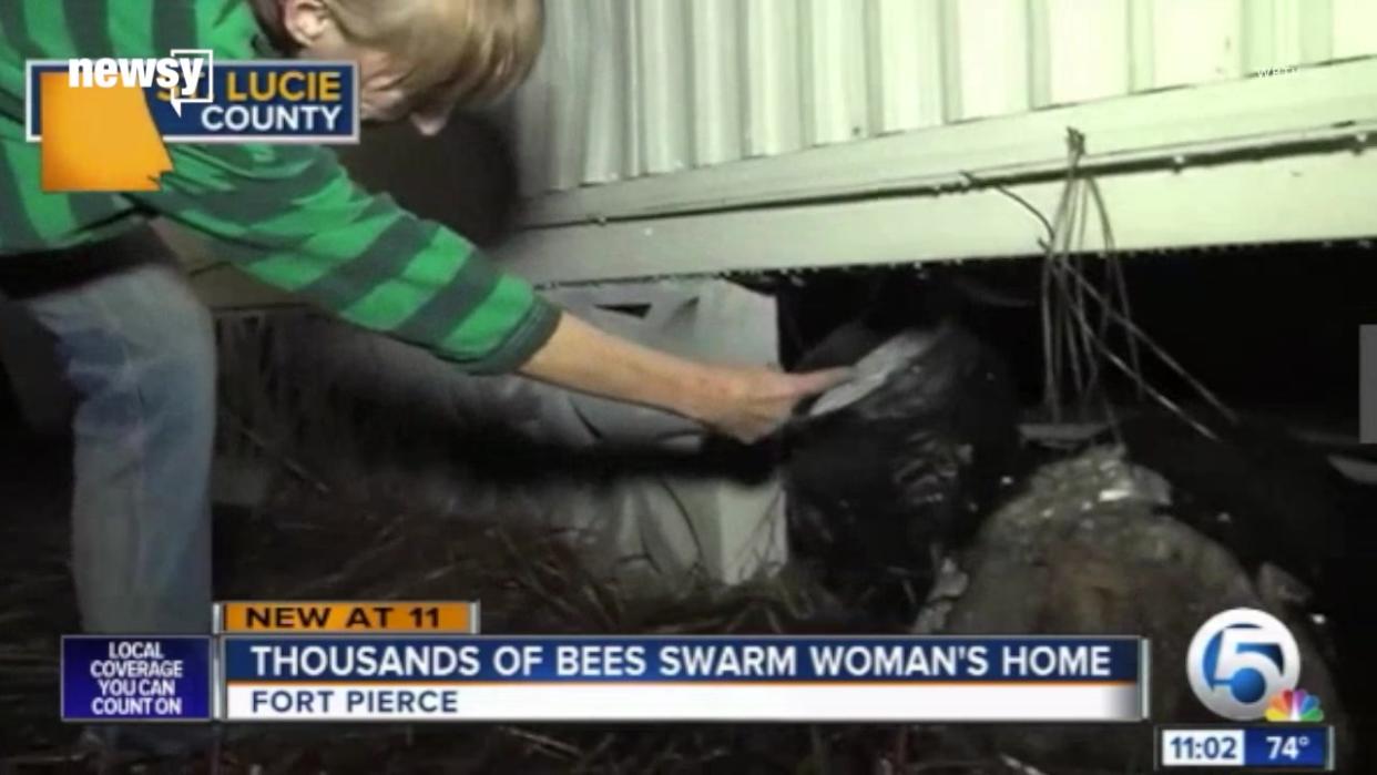 Florida Woman Fears Bees Will Force Her Out of Her Home