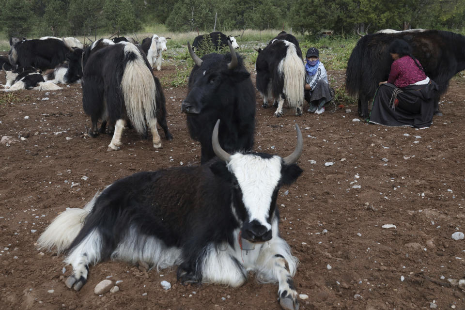 Tibetan women milk their yaks in Angsai, an area inside the Sanjiangyuan region in western China's Qinghai province on Sunday, Aug. 25, 2019. Qinghai is a vast region in western China abutting Tibet and shares much of its cultural legacy. (AP Photo/Ng Han Guan)