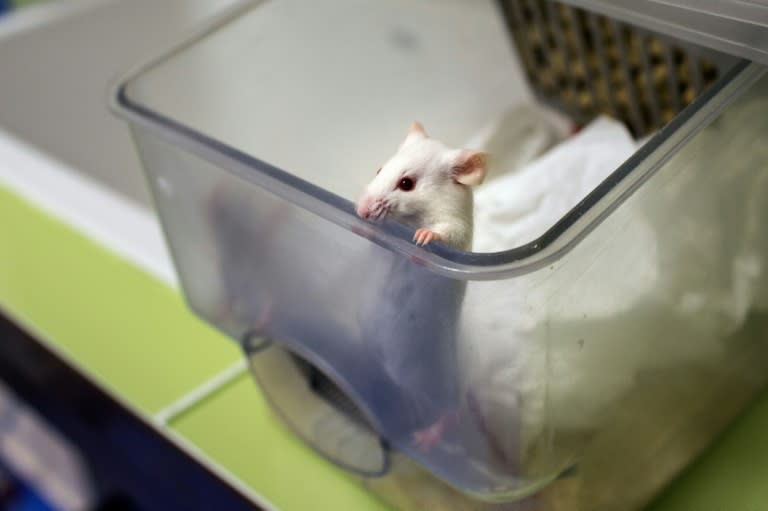 A new study is the first to demonstrate a cause-and-effect link between removing "zombie cells" in a mouse's brain and a specific disease, Alzheimer's