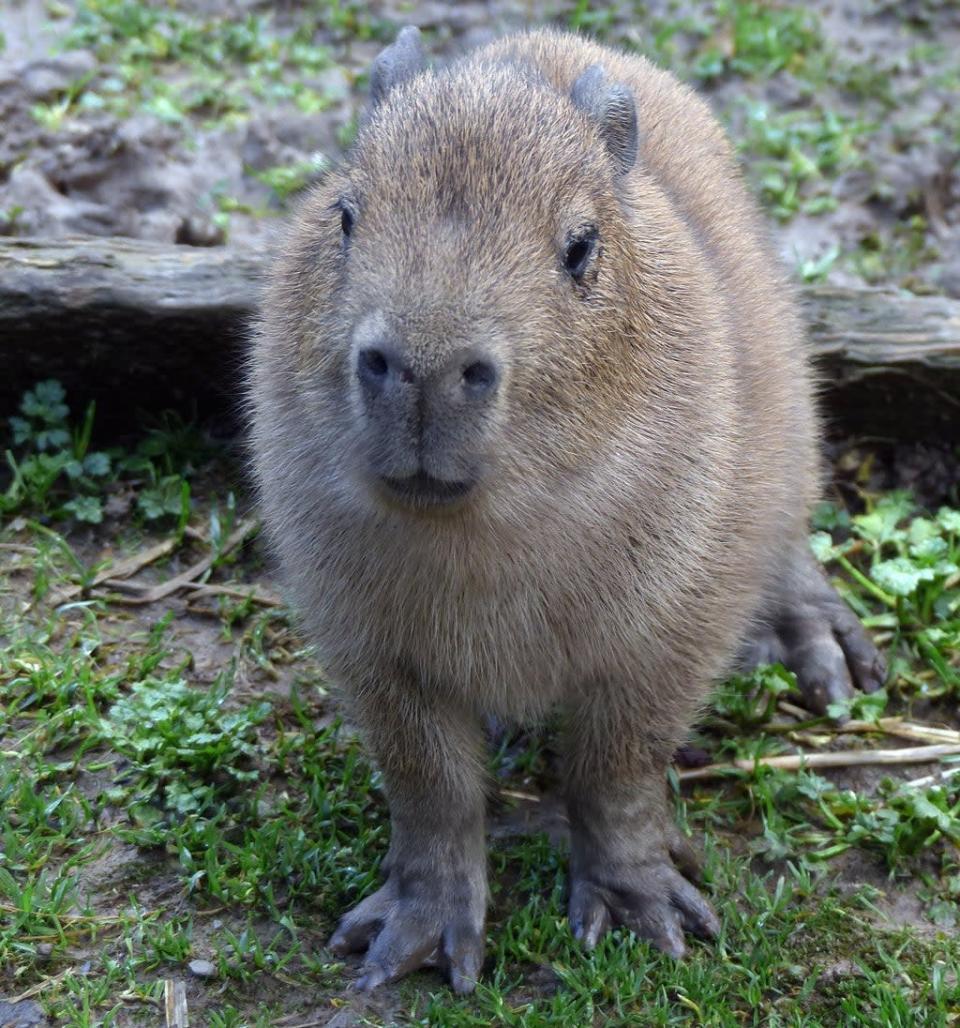 Capybaras can reach the same size as sheep (Exmoor Zoo/PA)