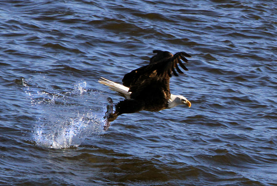 In this Jan. 29, 2014 photo a Bald Eagle picks a fish from the water at Lock and Dam 14 near Le Claire, Iowa. Ken Kester of Clinton, Iowa, uses an oversized homemade slingshot to throw fish out into the Mississippi River. The fish are thrown far enough away for the Eagles to snatch from the water but close enough for the photographers nearby to capture dramatic images. (AP Photo/The Quad City Times, Kevin E. Schmidt)