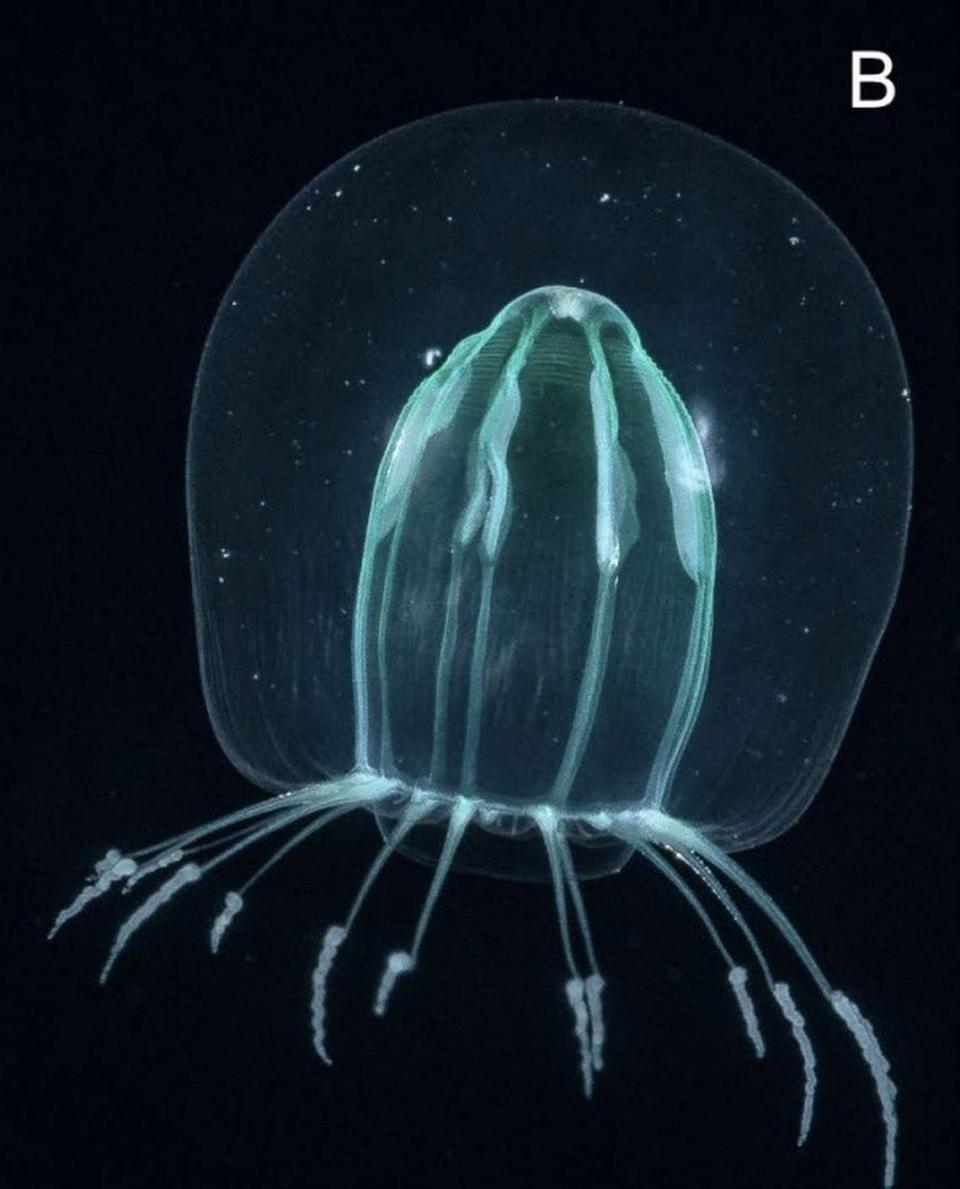 A Melicertum tropicalis, or warm water jellyfish.