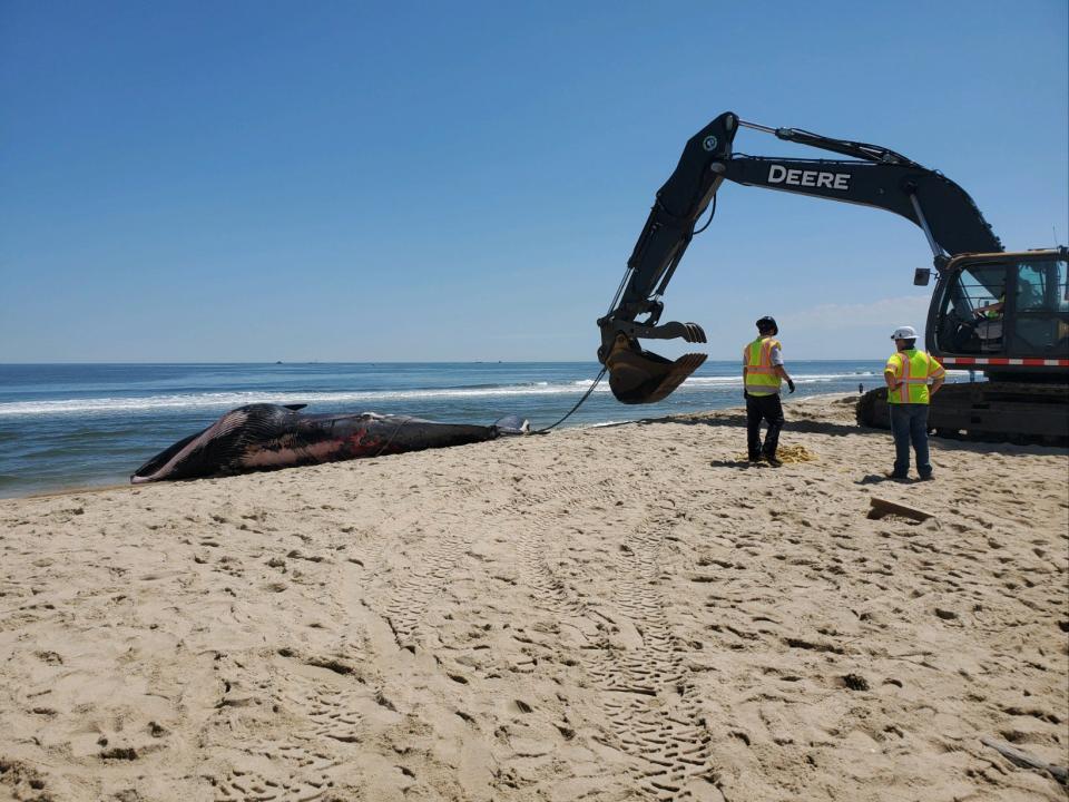 The deceased sei whale was towed to shore at Sandy Hook, New Jersey.