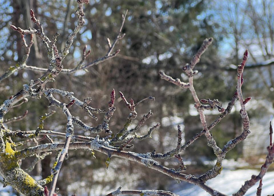 Some trees with buds, especially peach trees, are vulnerable to the changing weather.