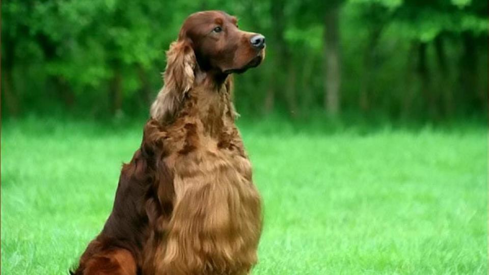 Crufts Death: Reports More Dogs Poisoned
