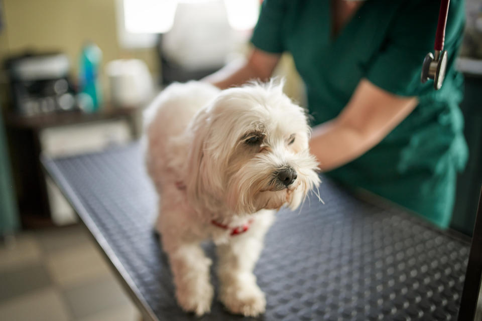 Small white dog on vet's table with a person in green scrubs standing next to it