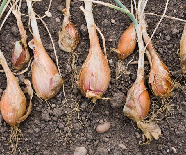 How To Grow Shallots - Sunny Home Gardens