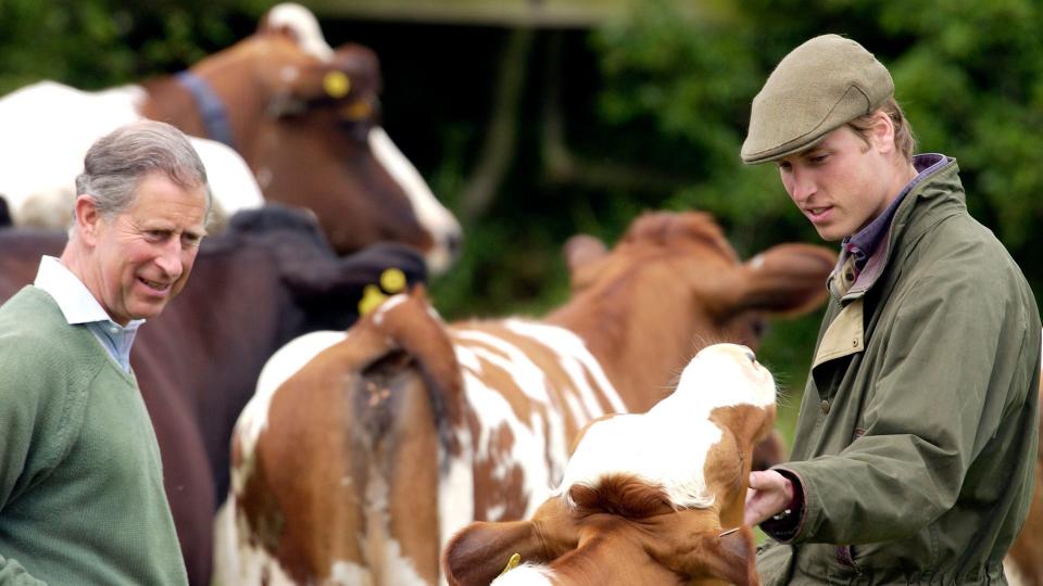 Prince William and Prince Charles inspecting cattle 