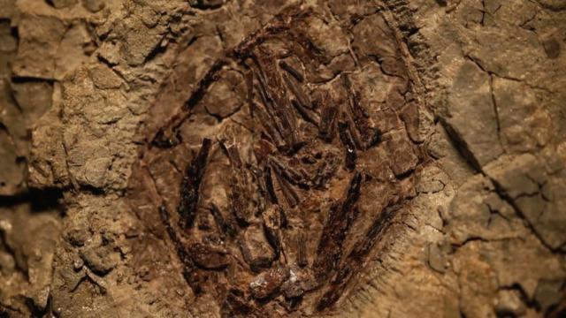 Tanis : découverte d’un fossile de dinosaure tué lors d’une frappe d’astéroïde (diaporama et vidéo) By Jack35 E5c571242e617651671143de2d988d72